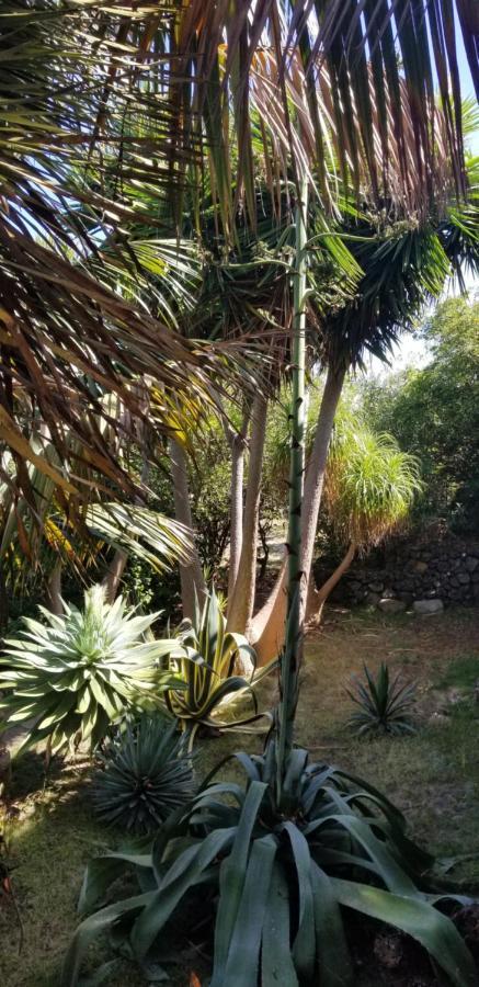 La Casita De La Vega Daire Icod De Los Vinos Dış mekan fotoğraf