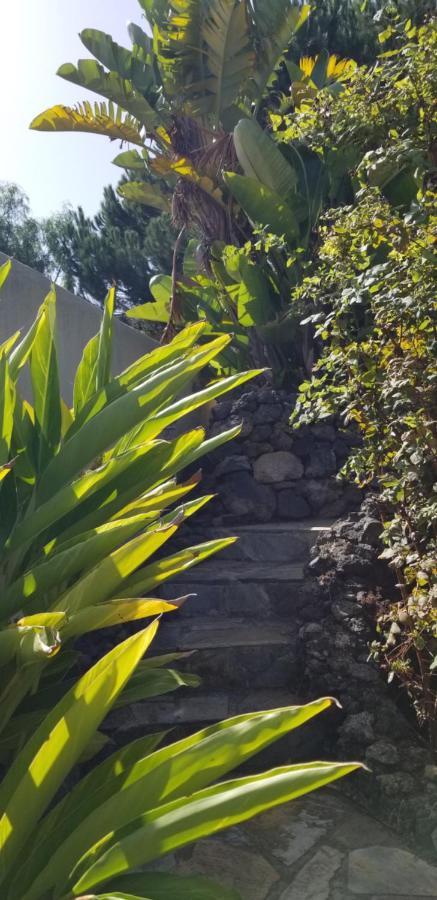 La Casita De La Vega Daire Icod De Los Vinos Dış mekan fotoğraf